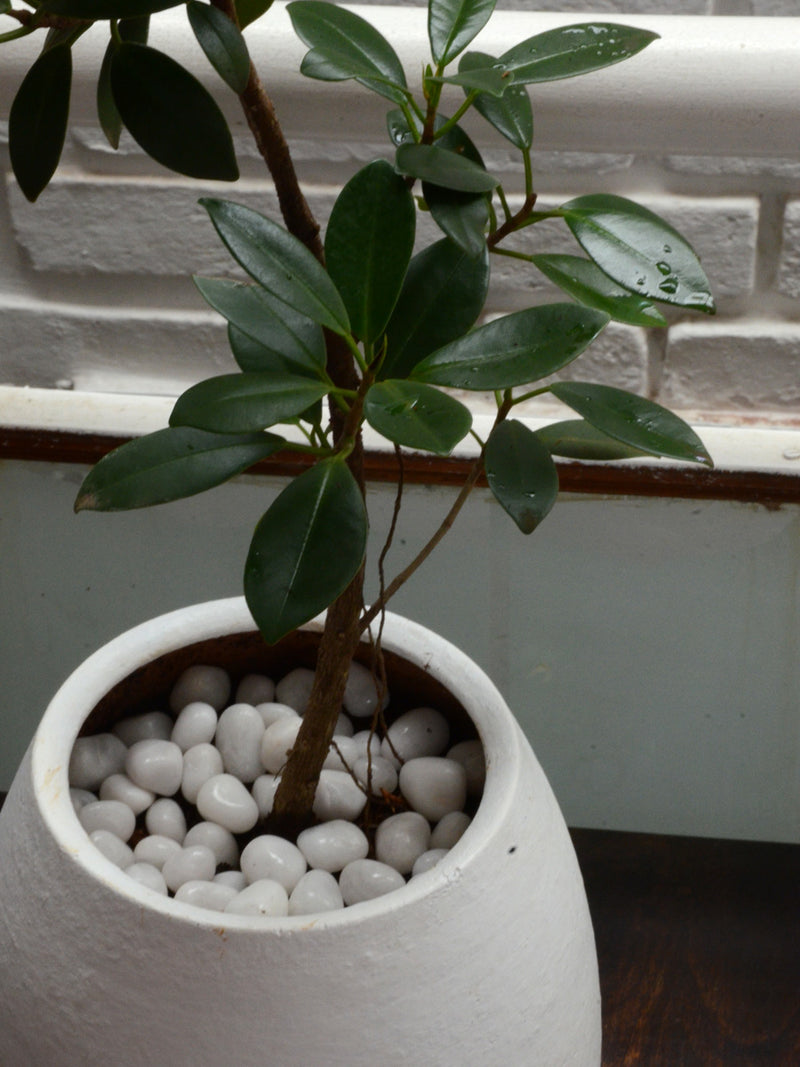 Ficus Green Island