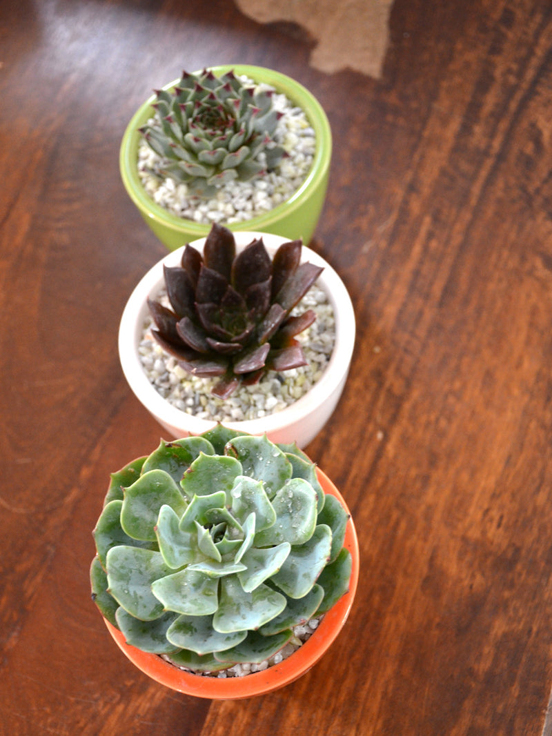 Tricolor Succulents (Set of 3)