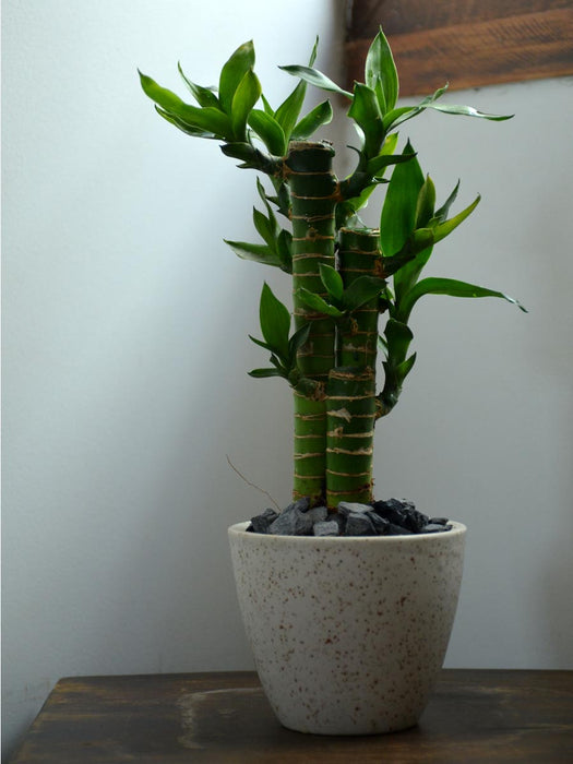 Lucky Lotus Bamboo in a 4 inch Ceramic Pot