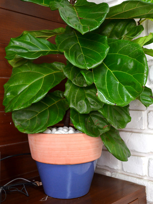 Fiddle Leaf Fig in Ceramic Pot