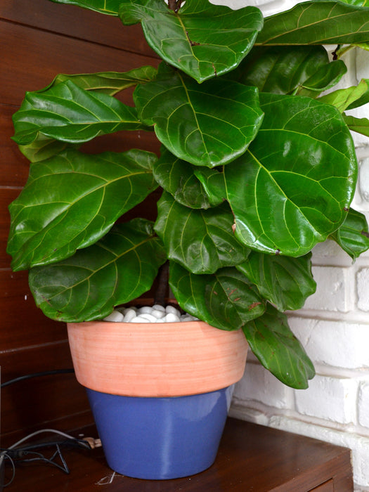 curling fiddle leaf fig Fiddle Leaf Fig in Ceramic Pot — Mudfingers