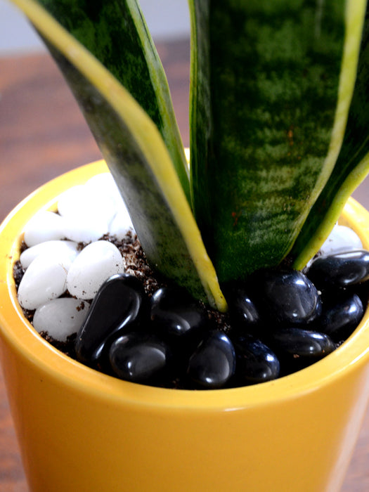ceramic pot for snake plant Snake Plant in Ceramic Pot — Mudfingers