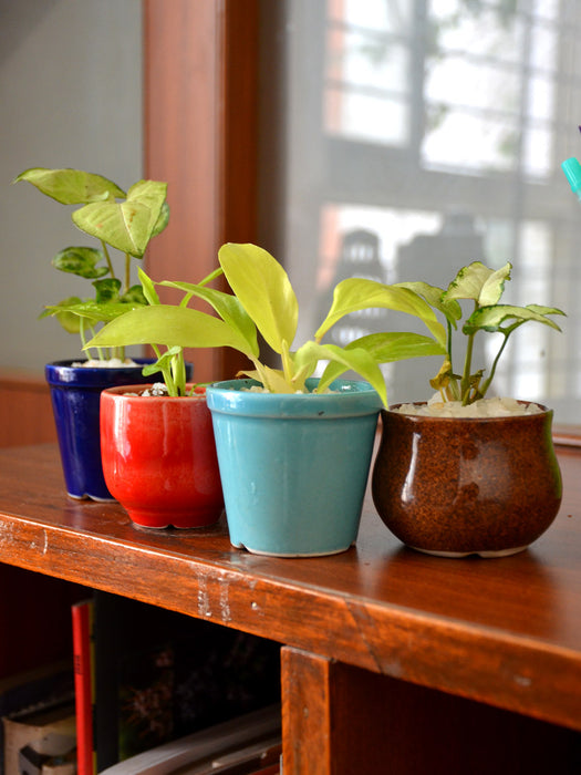 Indoor Plants in 2.5 inch Ceramic Pots (Set of 4)