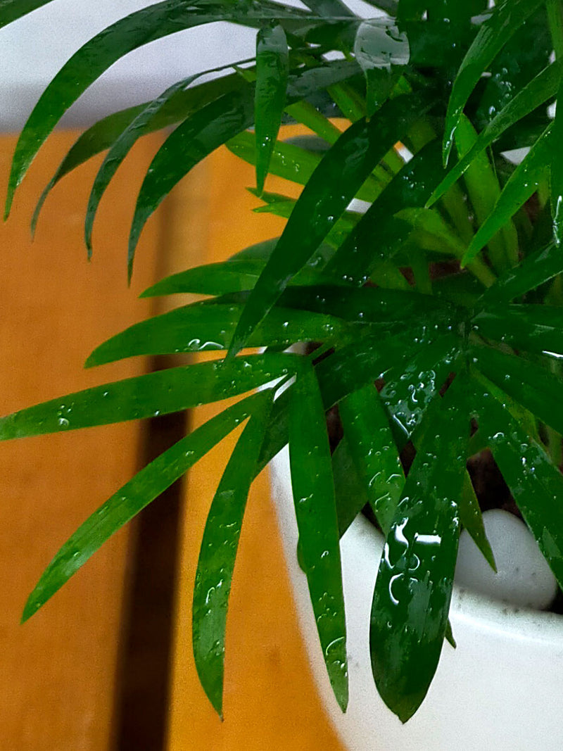 Chamaedorea Palm in 4 inch Ceramic Pot
