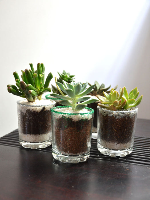 Succulents in Glittering Shot Glass (Pack of 25)