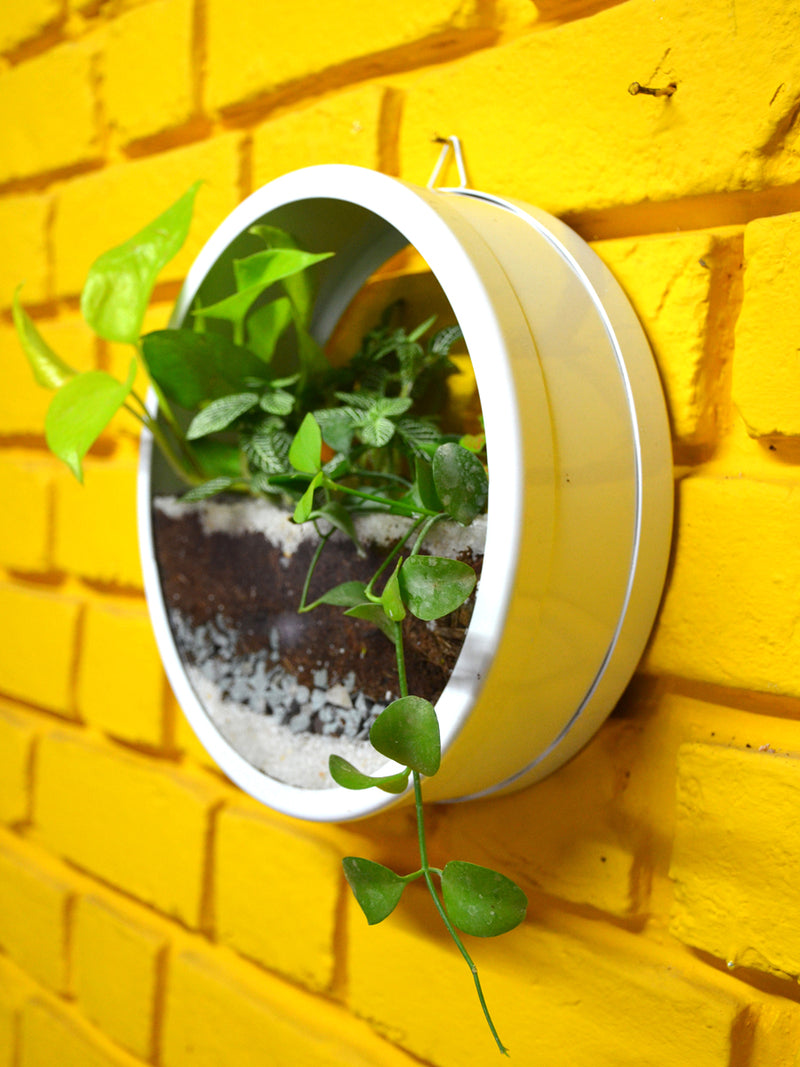 Round Wall Terrarium