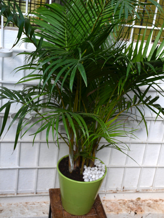 Areca Palm in Ceramic Pot