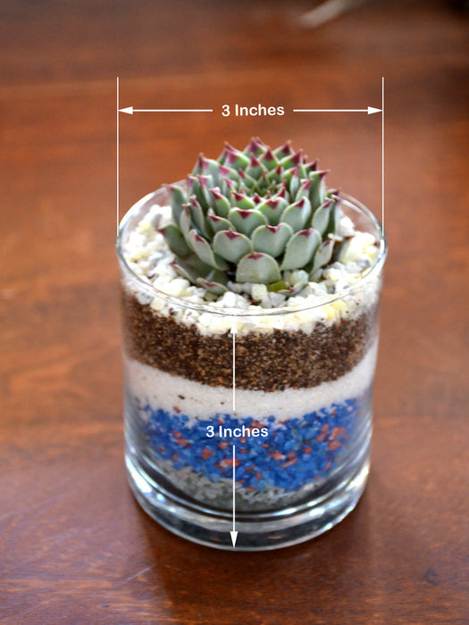 Mini Tiramisu Terrarium