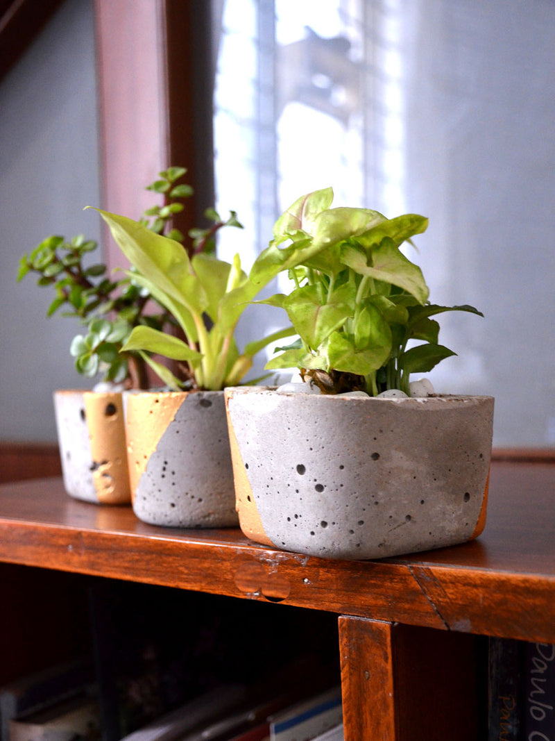 Indoor Plants in Tufa Pots (Set of 3)