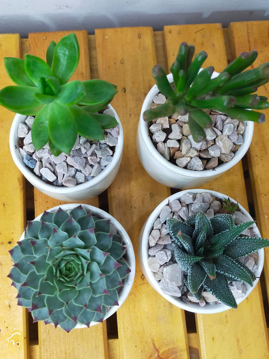 Succulents in White Ceramic Pots (Set of 4)