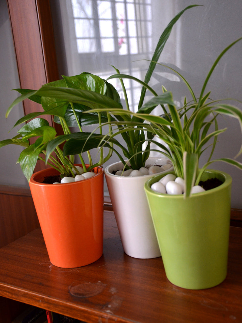 Tricolor Indoors (Set of 3)