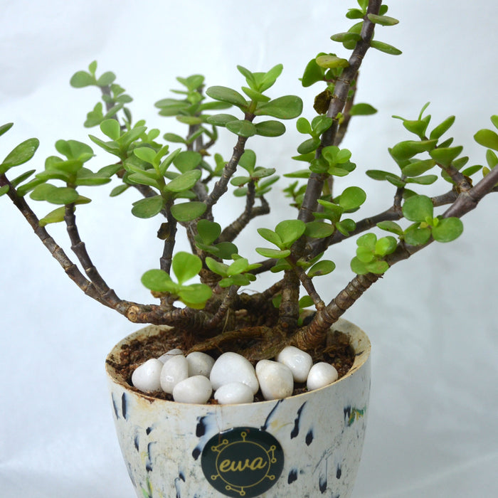 Miniature Jade in E-waste Upcycled Pot