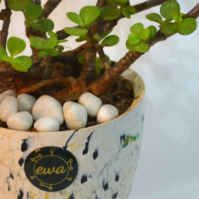 Miniature Jade in E-waste Upcycled Pot