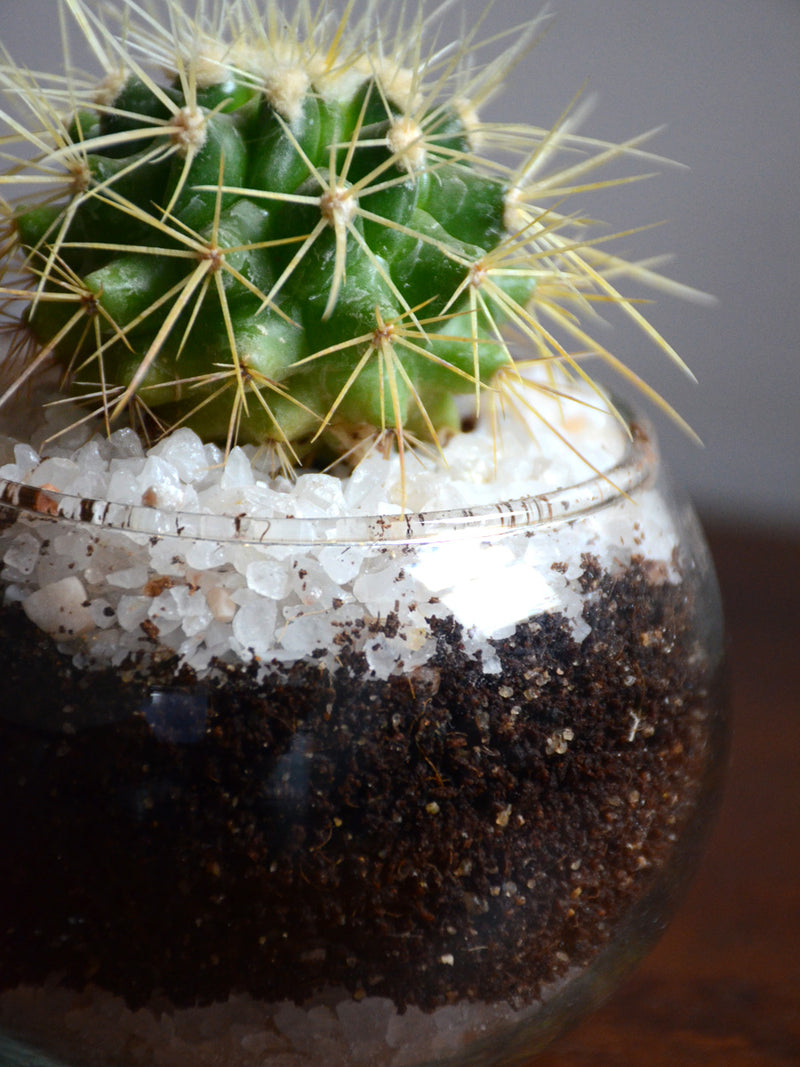 Mini Cactus Spheres