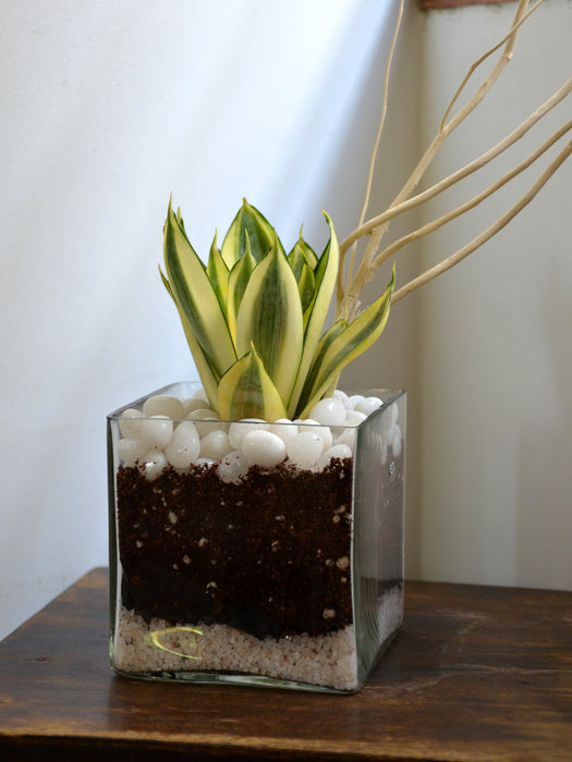 Sansevieria Square Terrarium