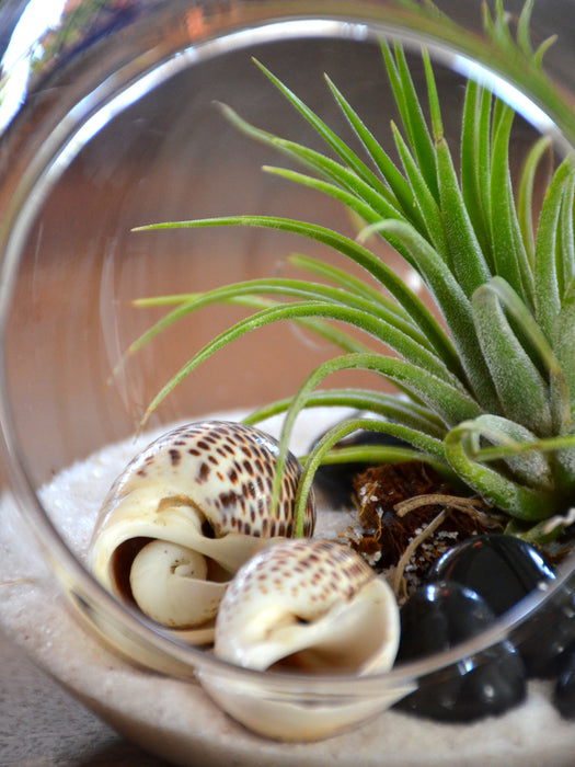 Air Terrarium