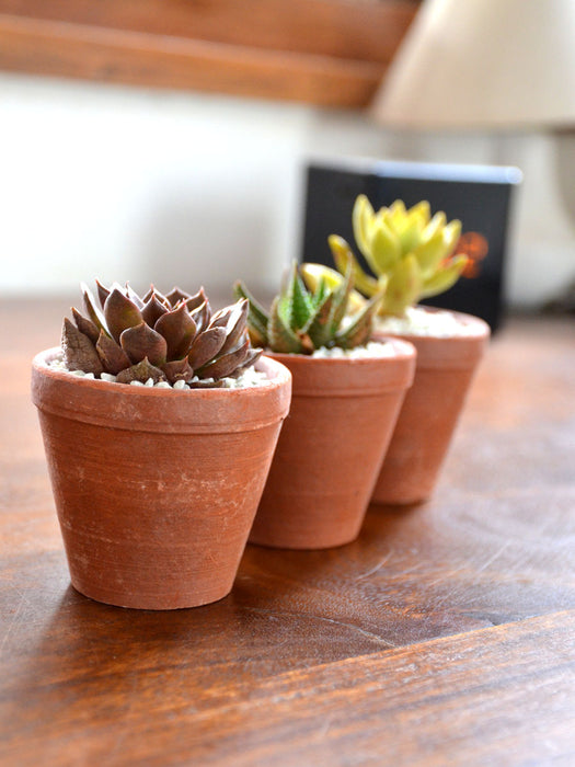 natural succulent Succulent Triplets (Natural Terracotta) — Mudfingers