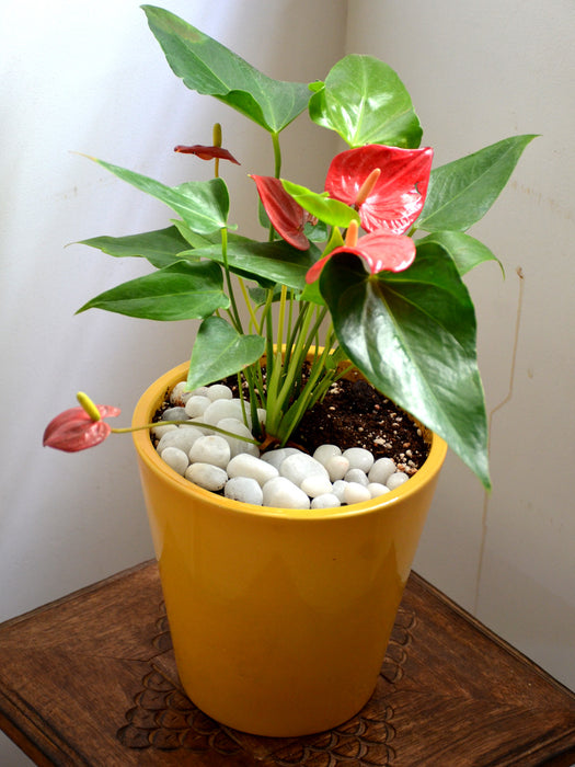 anthurium plant pot size Anthurium in Ceramic Pot — Mudfingers