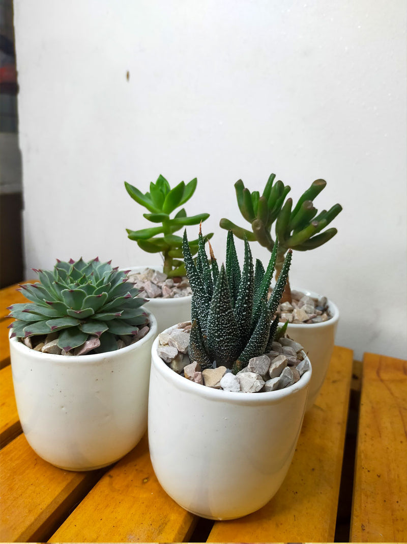 Succulents in White Ceramic Pots (Set of 4)