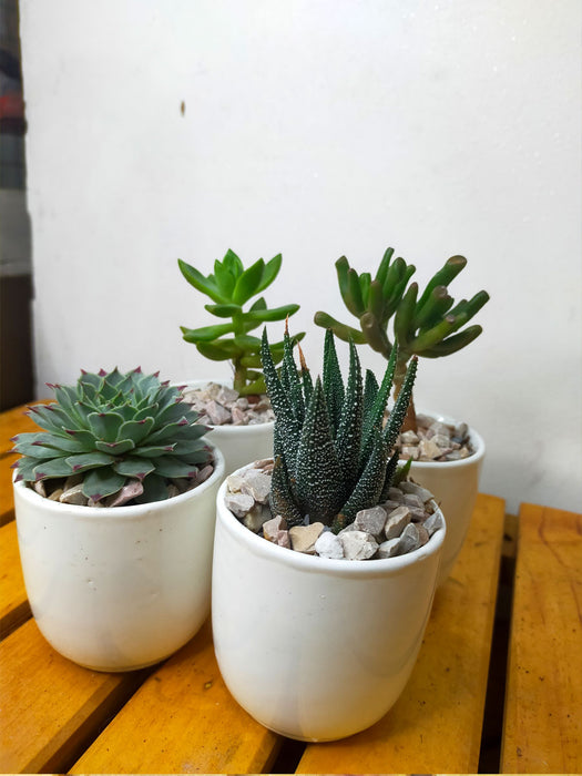 small white pots for succulents Succulents in White Ceramic Pots (Set of 4) — Mudfingers