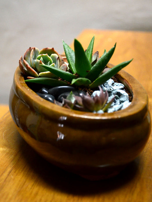 Oval Succulent Platter