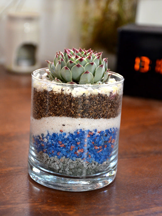 Mini Tiramisu Terrarium