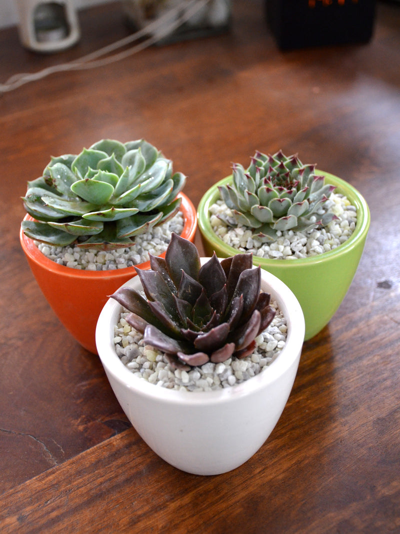 Tricolor Succulents (Set of 3)