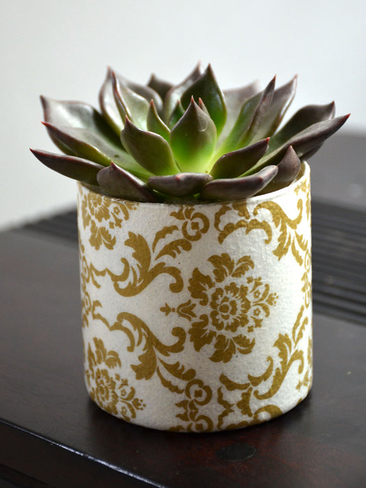 Succulent in Decoupaged Glass Pot