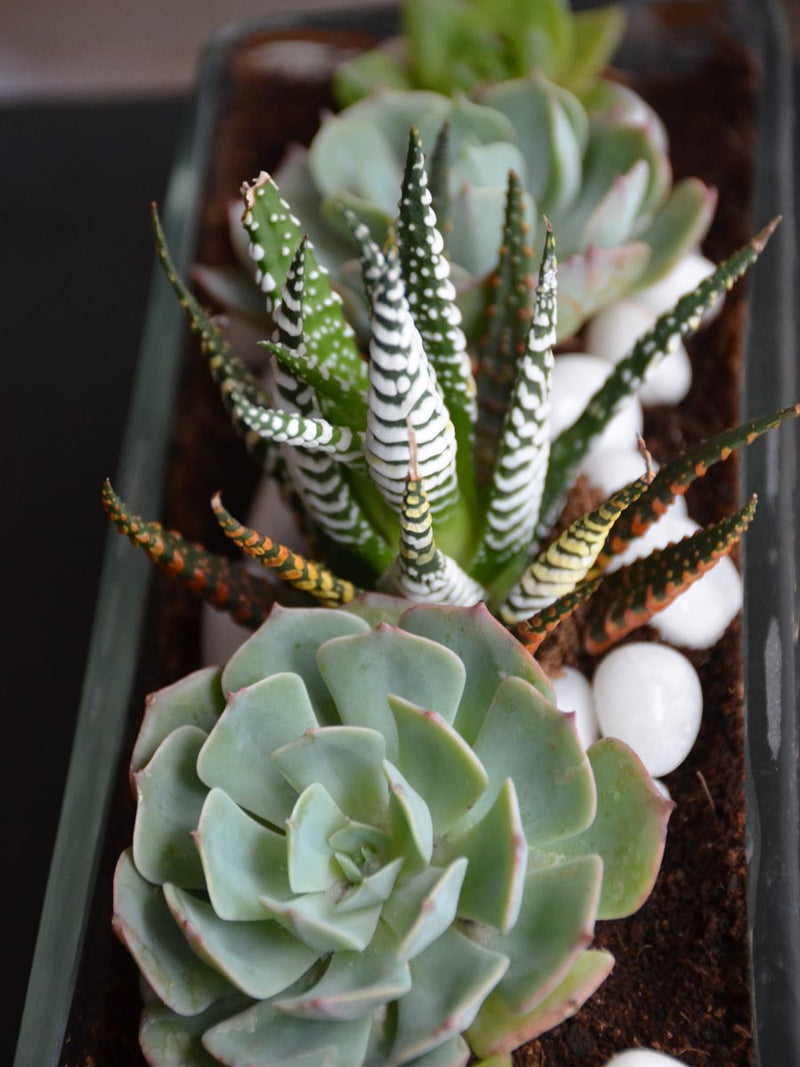 Rectangular Open Terrarium