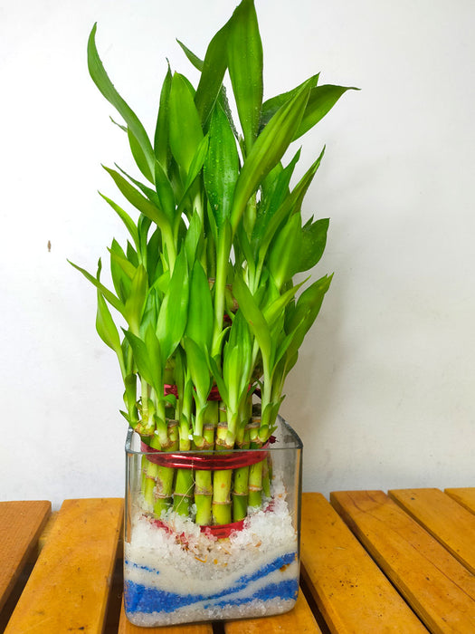 Lucky Bamboo in Glass Pot