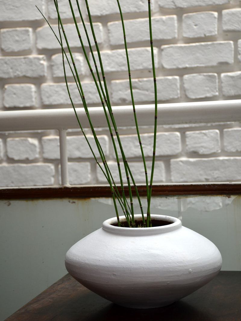 Water Bamboo or Horsetail Fern