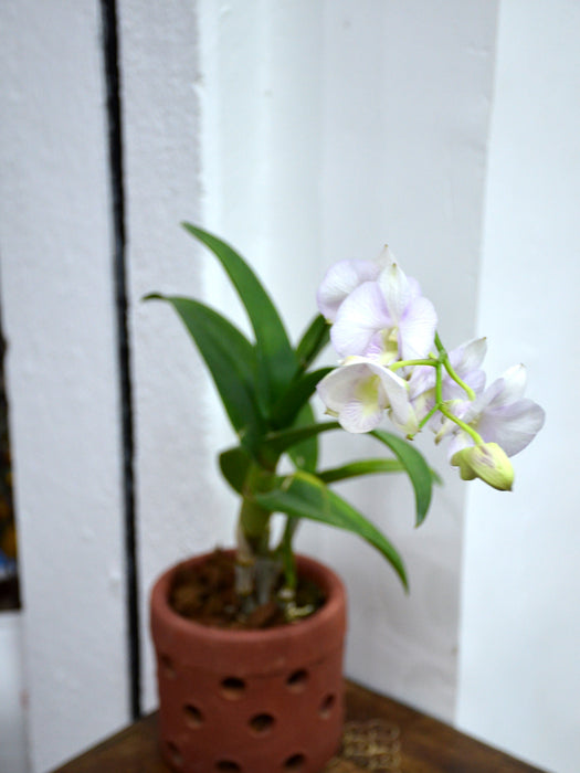 Orchid Plant