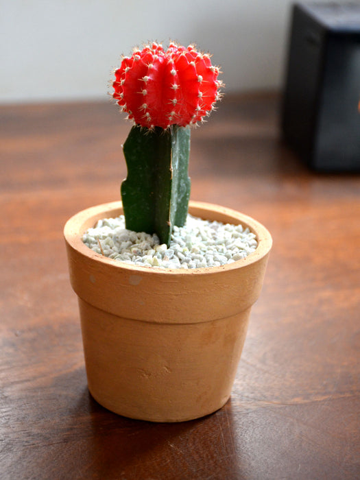 Grafted Cactus in Terracotta