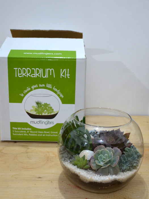Do It Yourself Succulent Terrarium Kit