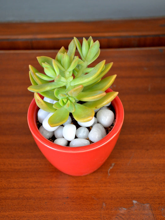 yellow sedum succulent Yellow Sedum Succulent in Ceramic Pot — Mudfingers