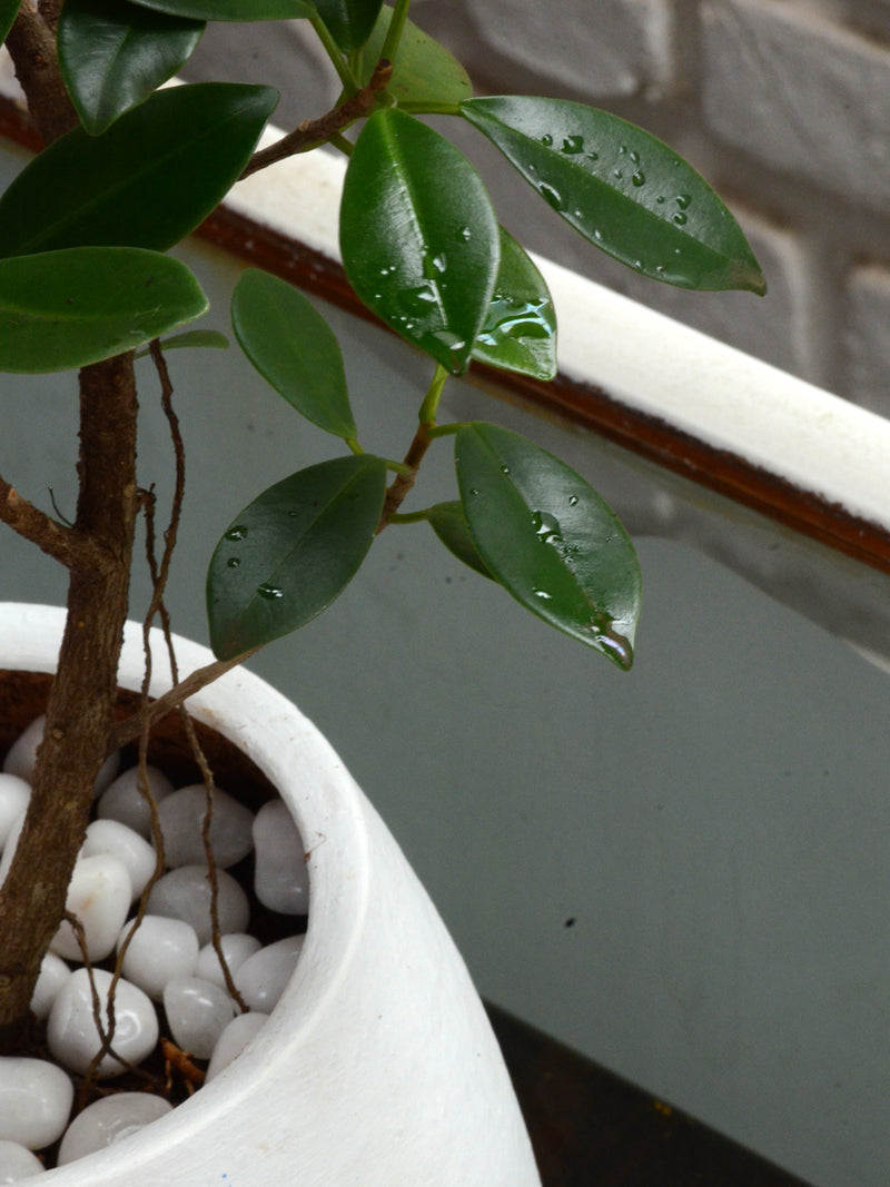 Ficus Green Island