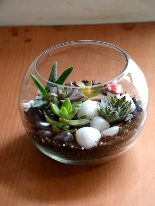 6 inch succulents Festive 6 inch Succulent Terraium — Mudfingers