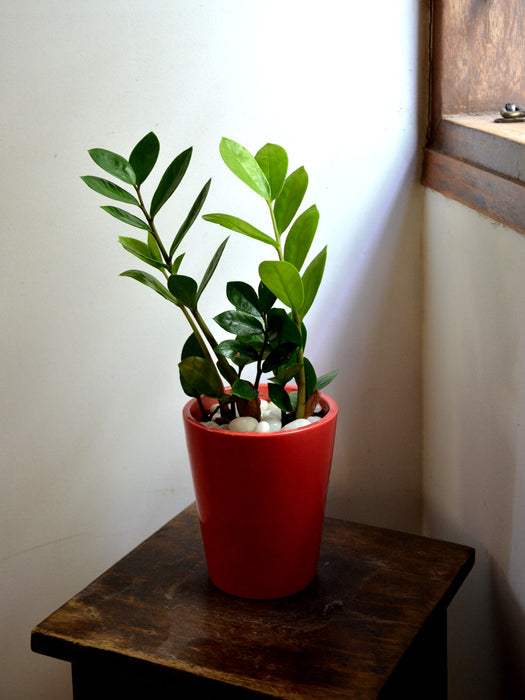 ZZ Plant in Ceramic Pot