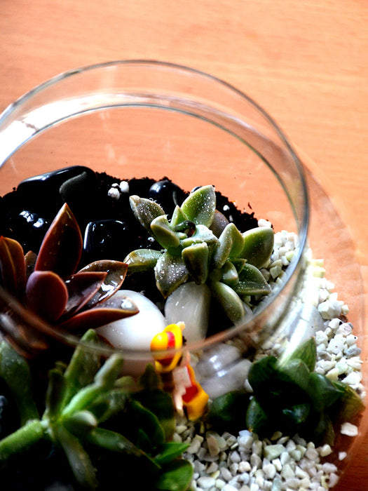 mini succulent terrariums Round Succulent Terrarium — Mudfingers