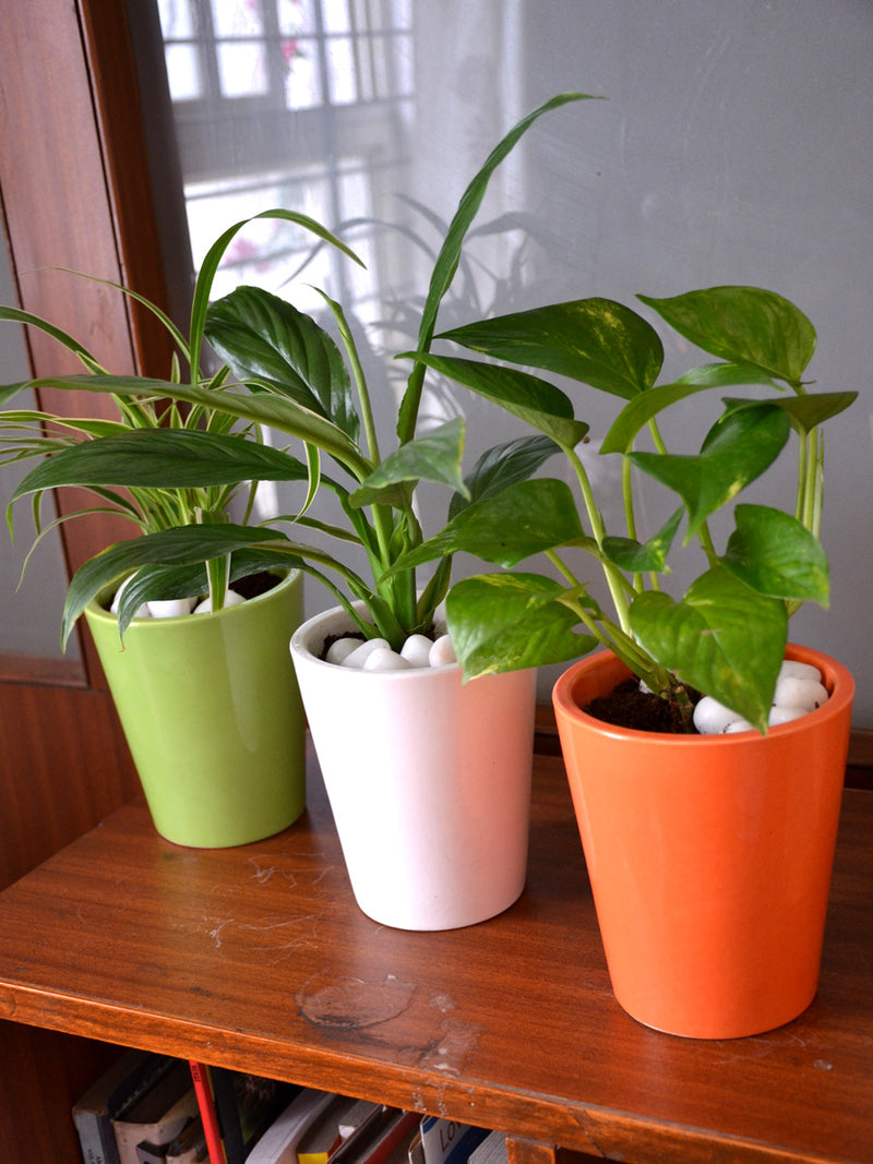 Tricolor Indoors (Set of 3)