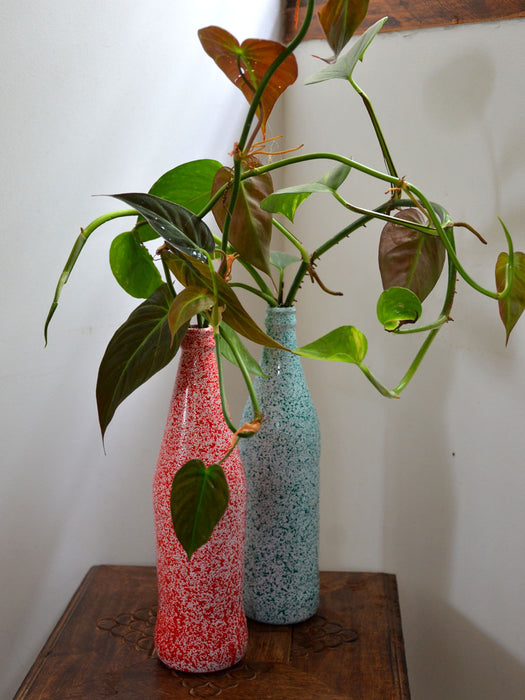 money plant in whiskey bottle Twin Bottles