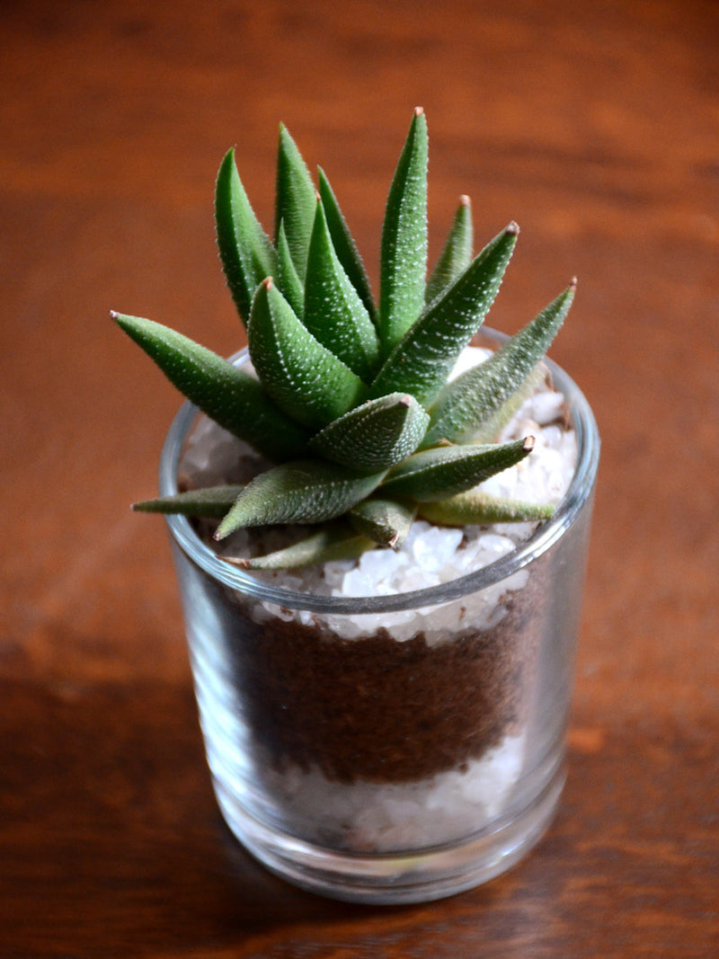 Succulent Shots