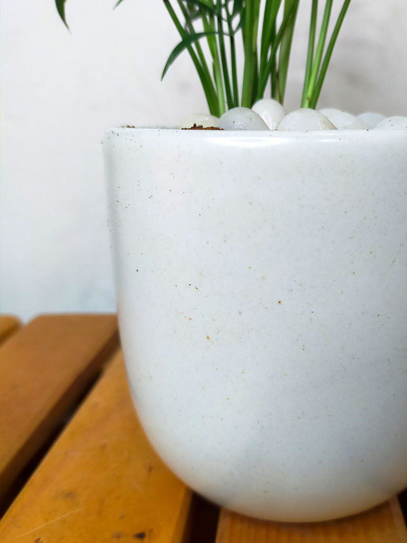 Chamaedorea Palm in 4 inch Ceramic Pot