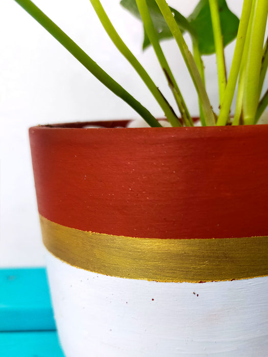 Neon Money Plant in 4 inch Gold Banded White Terracotta Pot
