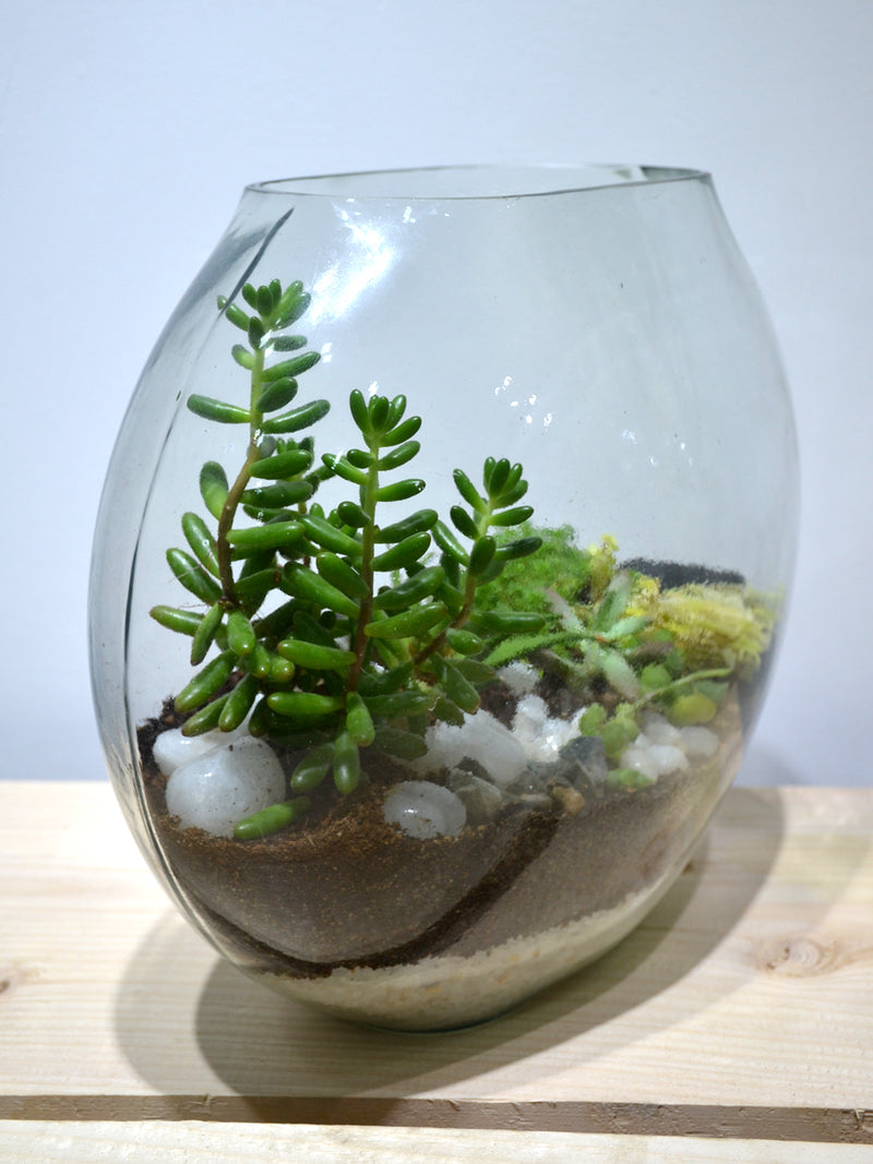 Moon Terrarium