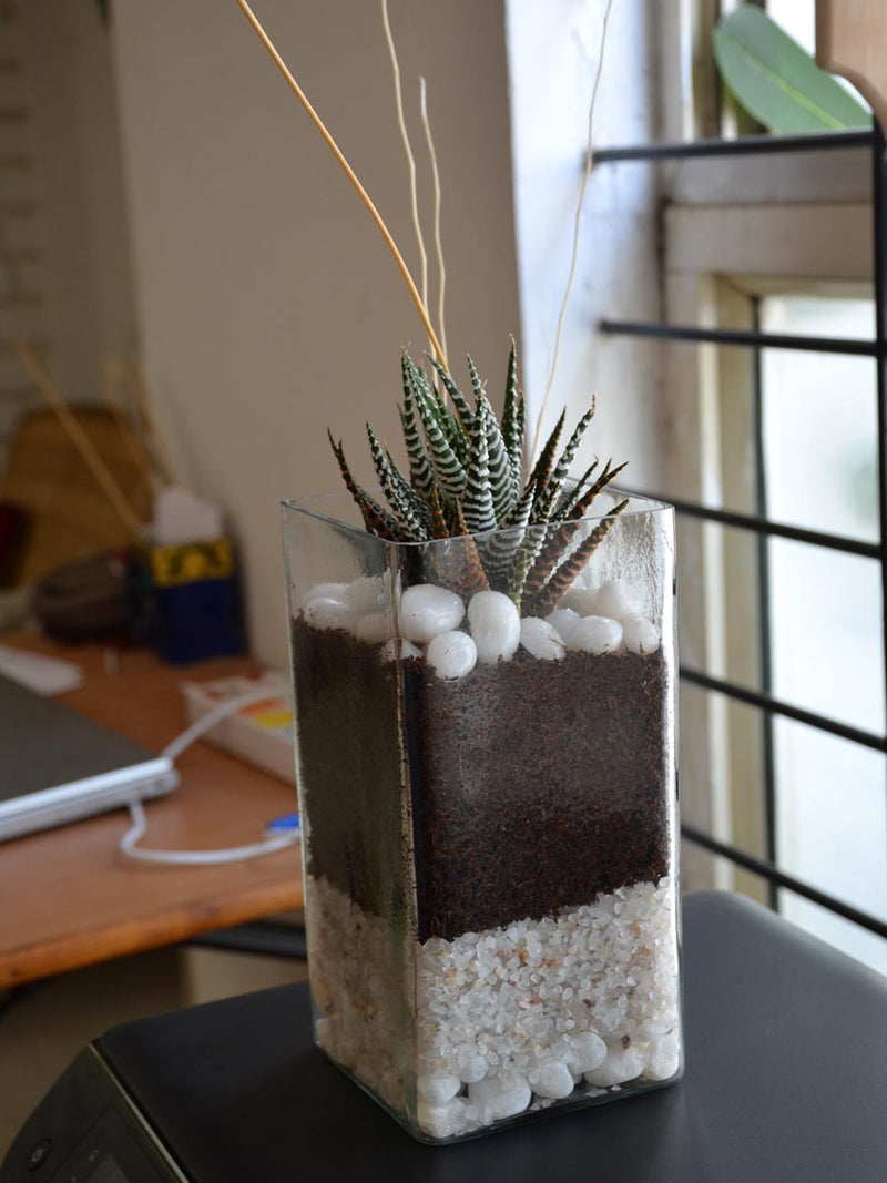 Zebra Succulent Square Terrarium (8 Inches)
