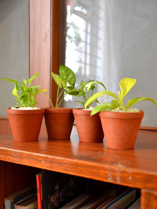 Indoor Plants in Clay Pots (Set of 4)