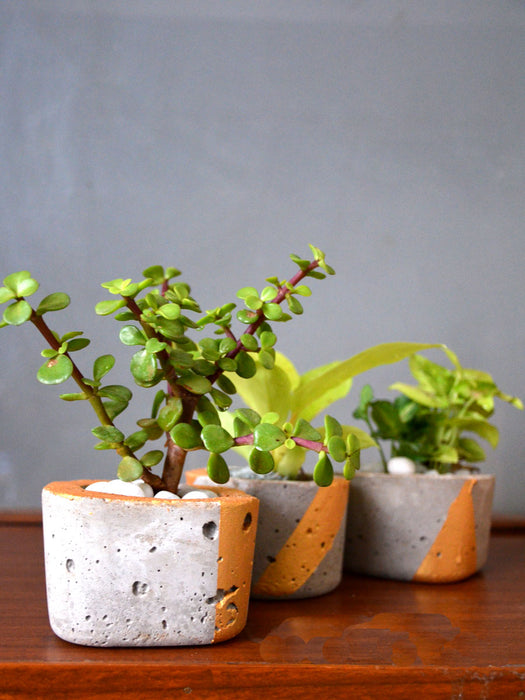 Indoor Plants in Tufa Pots (Set of 3)