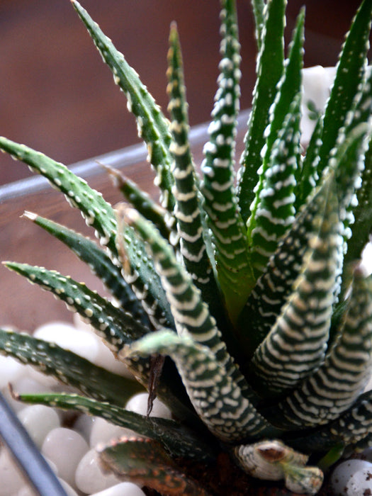 succulent square Zebra Succulent Square Terrarium (4 Inches) — Mudfingers