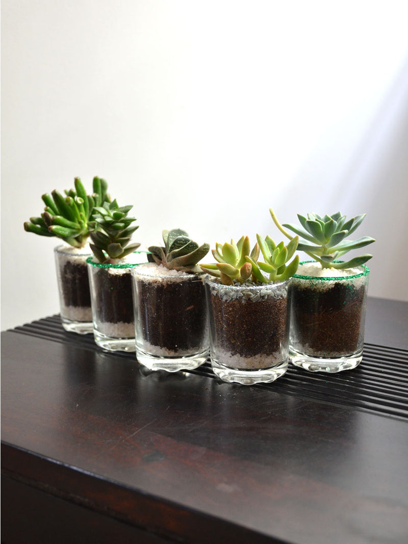 Succulents in Glittering Shot Glass (Pack of 25)